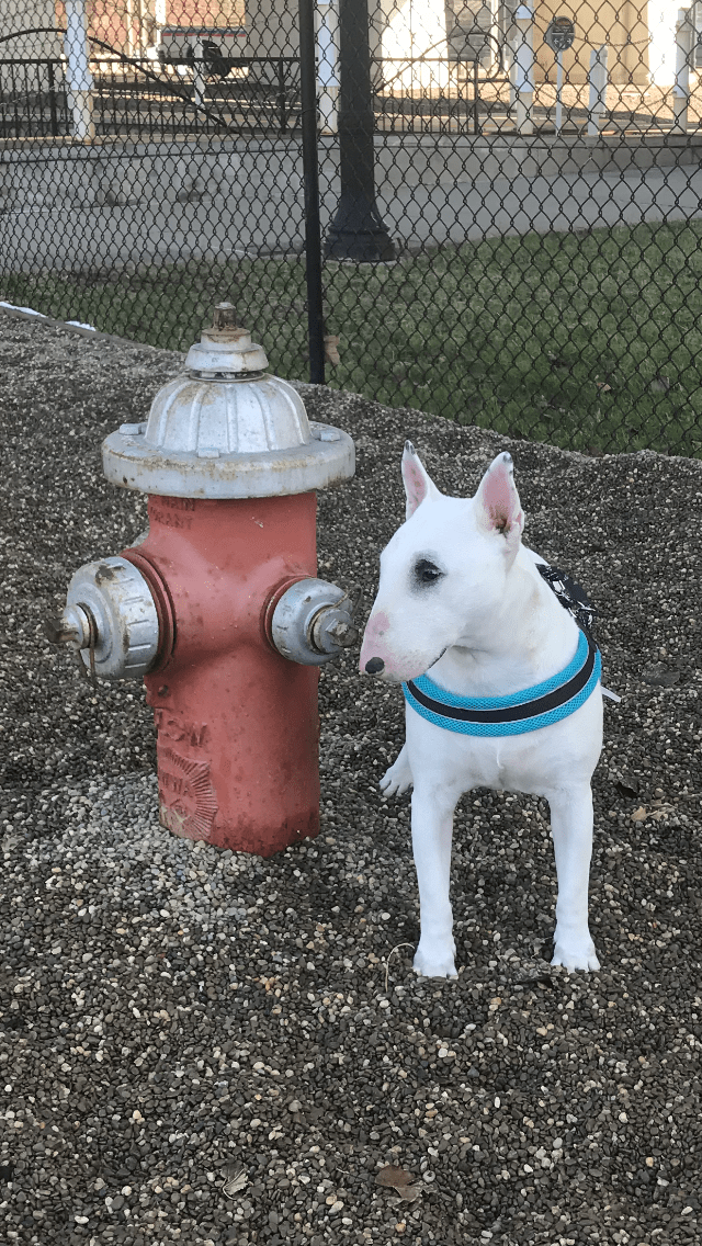 LOUIE #3