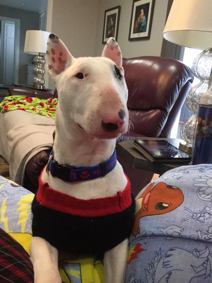 LOUIE#2
